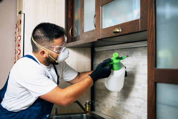 Wasp Removal Services in Blaine, MN