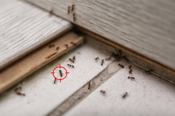 Best Cockroach Control Services  in Blaine, MN